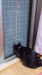猫脱走・転落防止窓柵